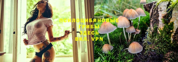 прущие грибы Вязники